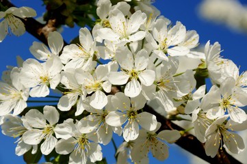  blossoming sweet cherry branch