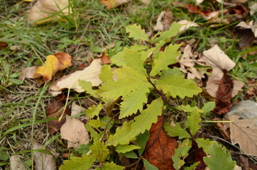 Sonbahar Yaprakları