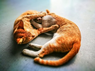 The orange cat playing.