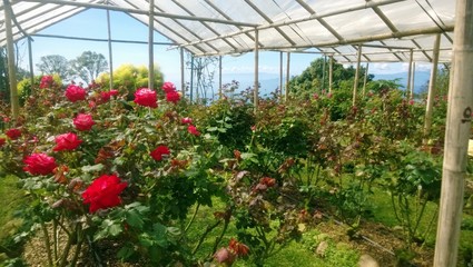 Rose Garden