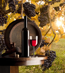 Naklejki  martwa natura z czerwonym winem na tle winnicy