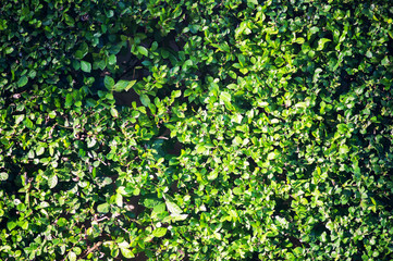 Leaf wall in sun light