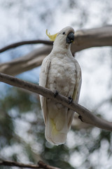 Sulphur-crested cockatoo