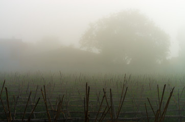 Día con niebla y árbol al fondo