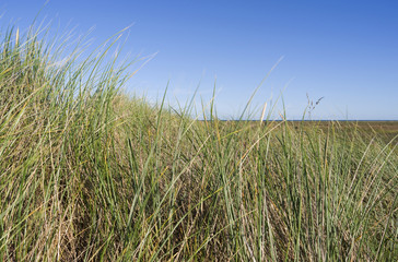 Læsø / Dänemark: Blick von der großen Danzigmann-Düne durch Strandhafer auf die nahezu unberührte Heide- und Moorlandschaft Syrsig