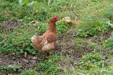 Brown chicken on a background of lush green grass