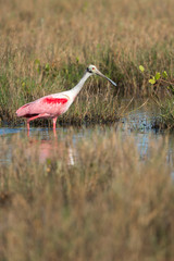 Roseate spoonbill (Platalea ajaja). One of the most common birds in Florida.