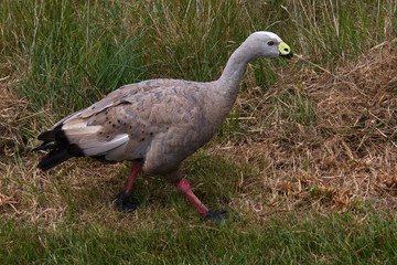 Cape Barren Goose