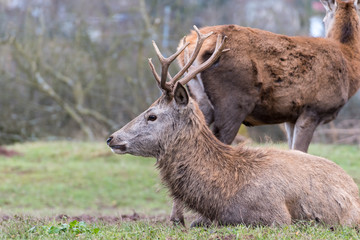 Fototapeta premium Wild im Wald