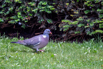 Wood Pigeon or Columba palumbus