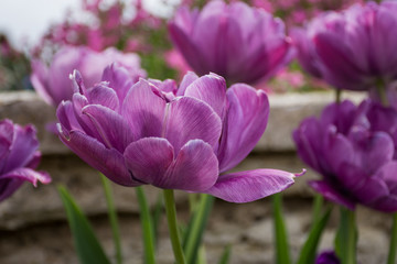 Obraz na płótnie Canvas Purple tulip, Botanical Gardens of Balchik, Bulgaria