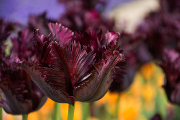 Burgundy tulip, Botanical Gardens of Balchik, Bulgaria