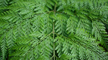 Ferns focus on the details of the order, adjust low key