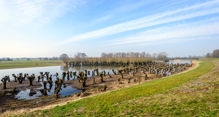 Fototapeta na wymiar Polder landscape with recently pruned willow trees in the water