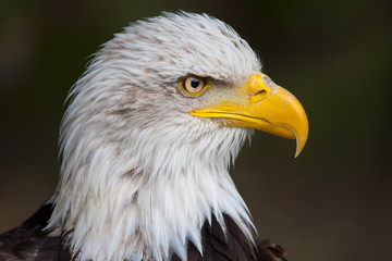 Closeup of haliaeetus leucocephalus - bald eagle