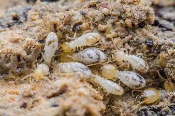 termite