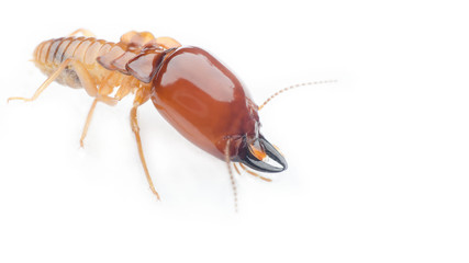 termite