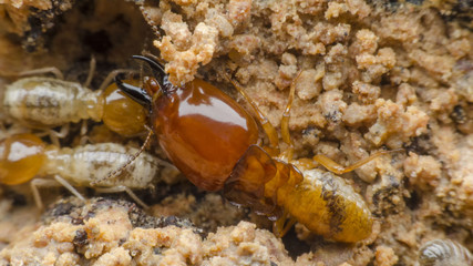termite