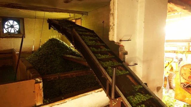 hops farmers working with hop picking machine , Villoria village , Leon, Spain ; 1900x1080 HD video