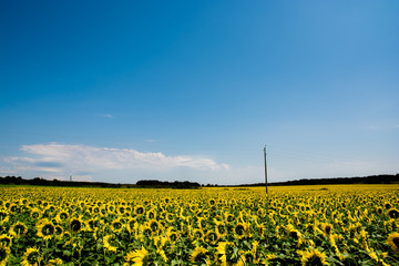 Fields with sunflowers