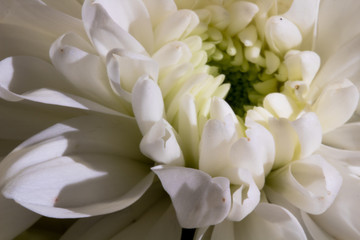 Fototapeta premium White and Green Flower