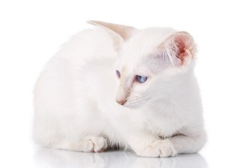 Naklejka na ściany i meble cat lying on white background, isolated