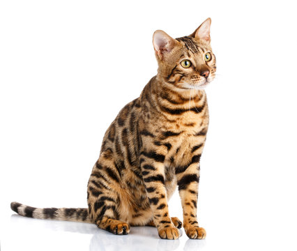 portrait of a purebred bengal cat on