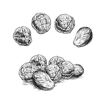Hand drawn set of brussels sprouts. Vector sketch