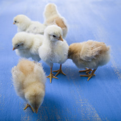 Fluffy little yellow chickens on a blue wooden background. Card