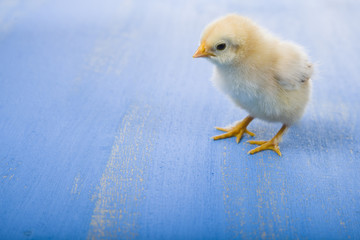 Fluffy little yellow chicken on a blue wooden background. Card f