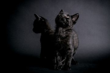 Two stray black kittens waiting to be adopted
