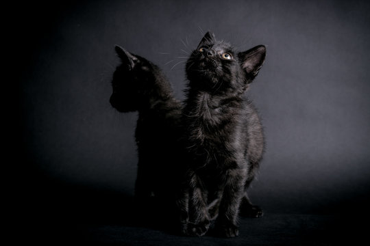 Two stray black kittens waiting to be adopted