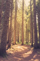 Pine forest in sunlight. Retro style