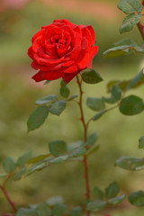 Red rose on green background
