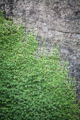 Plants growing on rock