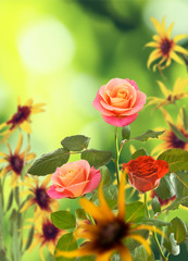 Beautiful flowers on a green background.