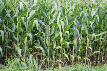 Sweet corn in the garden