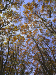  arboles en el otoño con la caida de la hoja  caduca