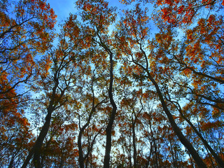 arboles en el otoño con la caida de la hoja  caduca