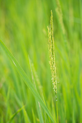 Rice is the staple food of Thai people