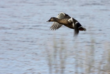canard col vert volant au dessus d'un étang.
Anas platyrhynchos