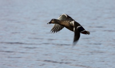 Fototapeta na wymiar canard col vert volant au dessus d'un étang. Anas platyrhynchos
