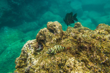 Typical sea bed of Sharks Cove, a rocky bay side of Pupukea Beach Park, on the North Shore of Oahu...