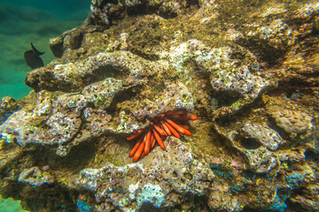 Underwater scene of Sharks Cove, North Shore of Oahu in Hawaii. Underwater marine life in Pacific Ocean.