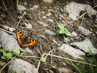 Aglais urticae in South Tyrol