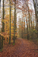 herbstlicher Waldweg