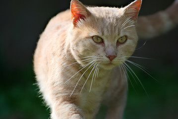 Cat portrait outdoor 