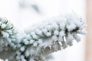 Spruce branch with frost.