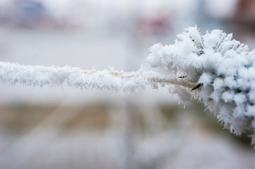 Spruce branch with frost.