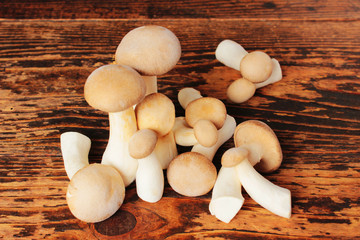 Brauner Kräuterseitling, Kräuterseitlinge auf Holz, isoliert, Pleurotus eryngii
